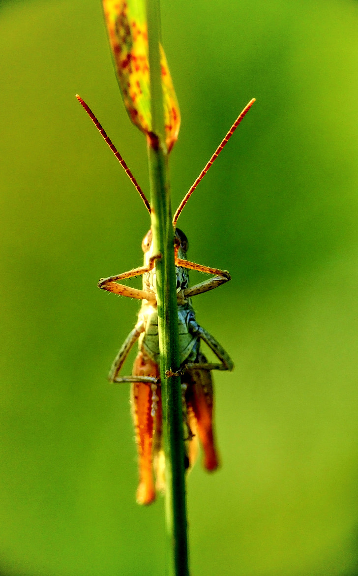 grasshopper, macro, nature, insect, beauty, insects, meadow