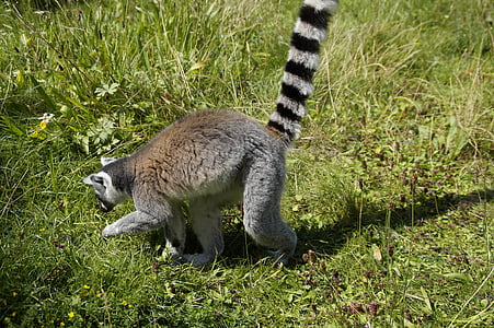 kroužek tailed lemur, poloopice, rámci, Lemur, pruhovaný, zvíře, savec