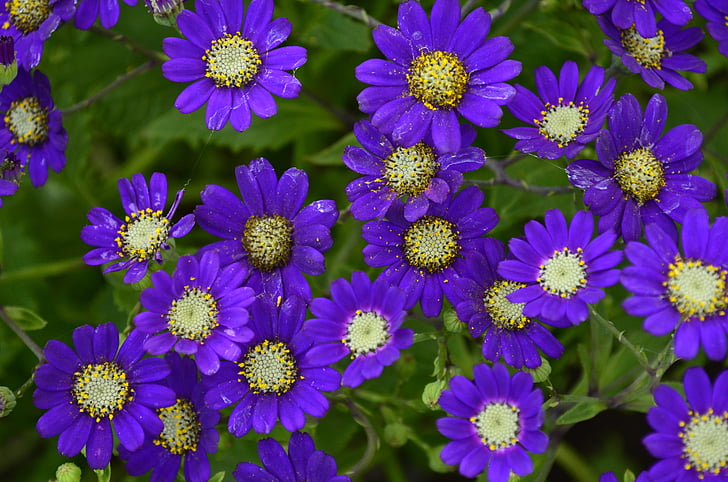 bunga, ungu, alam