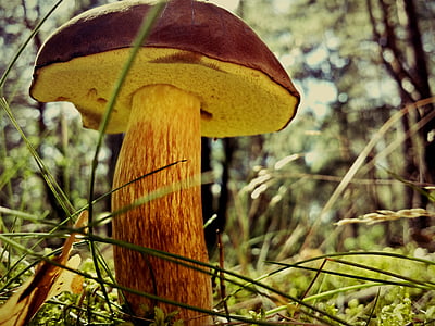 mushroom, chestnut boletus, polyana, forest, nature, mushrooms, forest litter