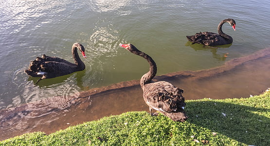 black swans, pond, water, nature, lake, bird, wild