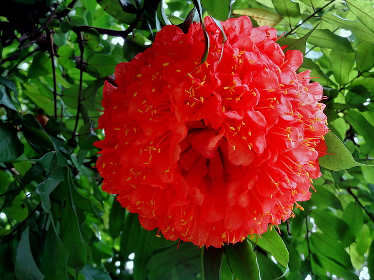 chrysanths, lớn, màu đỏ, Hoa, Thiên nhiên, mùa hè, Hoa