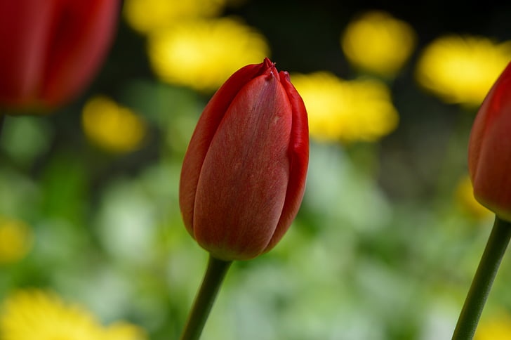 tulip, red, flower, spring, nature, close