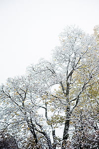 绿色, 树木, 覆盖, 雪, 白天, 树, 分支机构