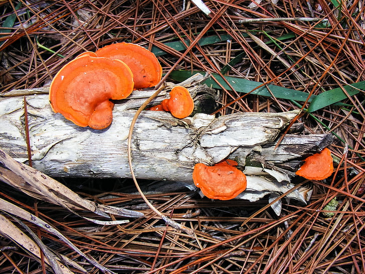 pycnoporus cinnabarinus, 주색 polypore, 오렌지, 선반, 곰 팡이, 밖에 서, 자연