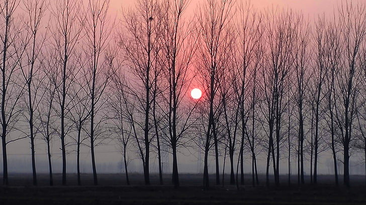 solnedgång, Woods, vinter