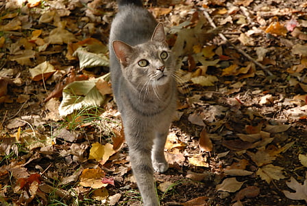 abu-abu kucing, kucing, musim gugur, hewan