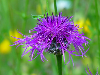 knapweed, violeta, flor punxegut, blau, flor, flor, natura