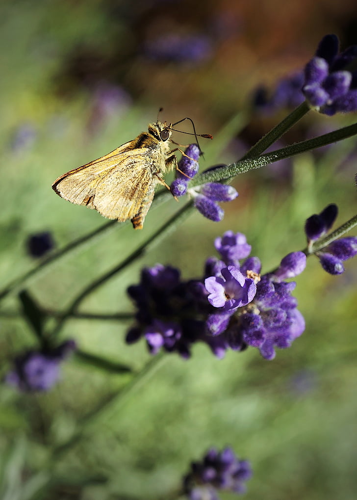 Kelebek, Lavanta, böcekler, doğa, yaban hayatı, Yaz, Bahar