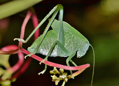 grasshopper, katydid, nymph, katydid nymph, camouflage, green, insect