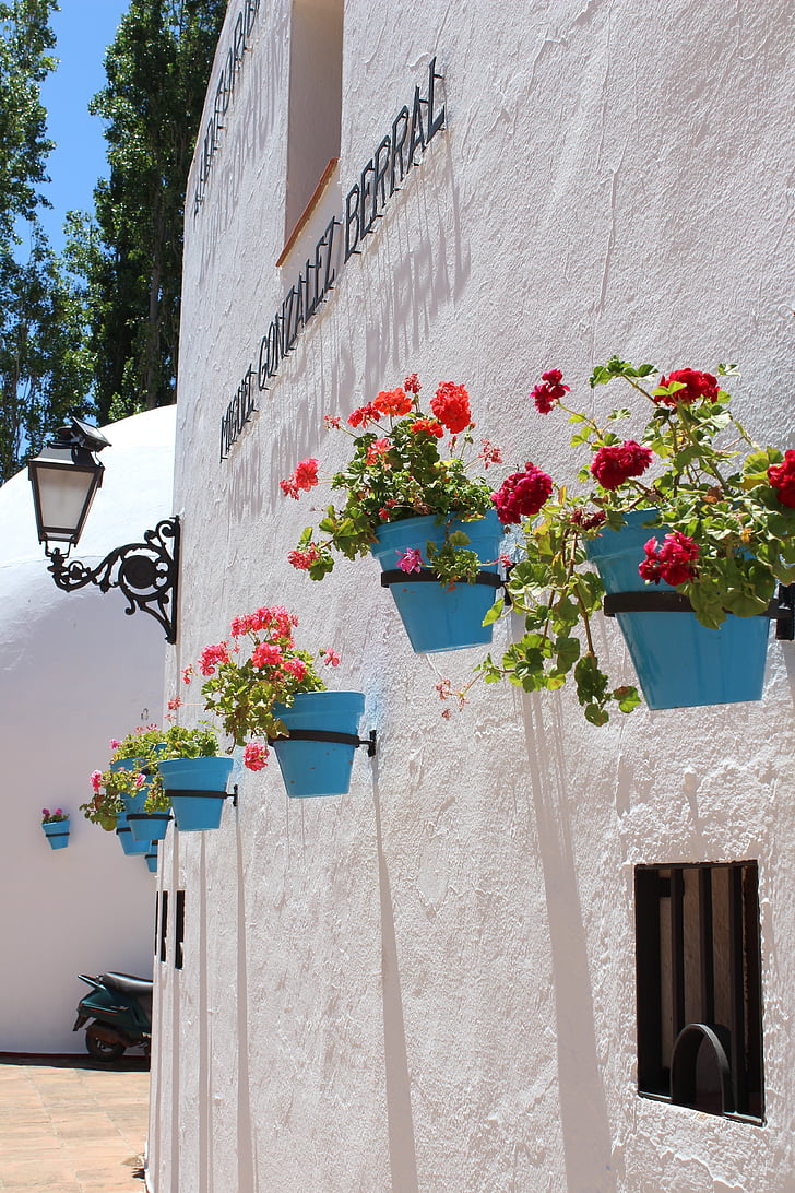 cvijeće, plava, bijeli, posude, Španjolska, španjolski, prirodni