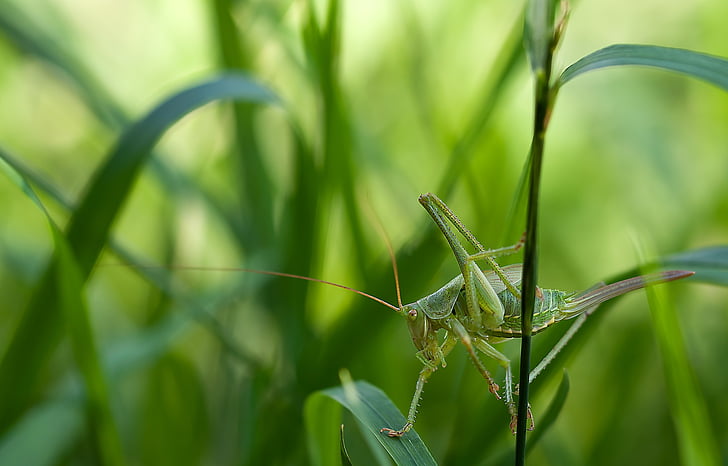 selective, focus, photography, green, grasshopper, corn, stem