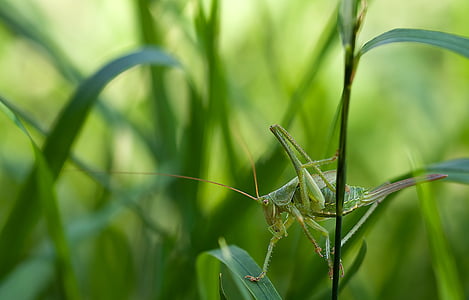 selective, focus, photography, green, grasshopper, corn, stem