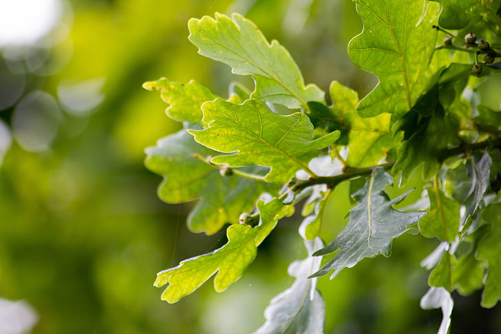 english oak, leaves, tree, green color, plant, leaf, nature