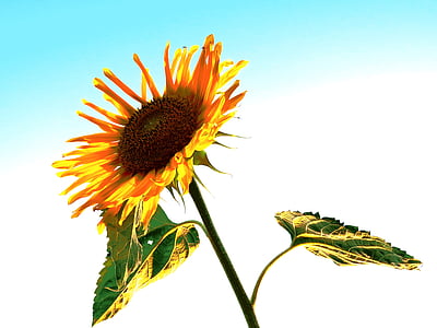 Sun flower, màu vàng, bầu trời, Blossom, nở hoa, Hoa, nghệ thuật