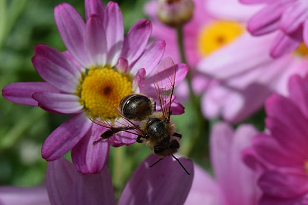 daisies, bee, flowers, purple, nature, insect