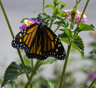 butterfly, nature, orange, monarch