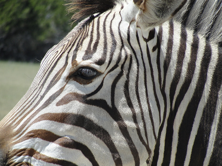 Zebra, animal, l’Afrique, faune, modèle, imprimer, Stripes