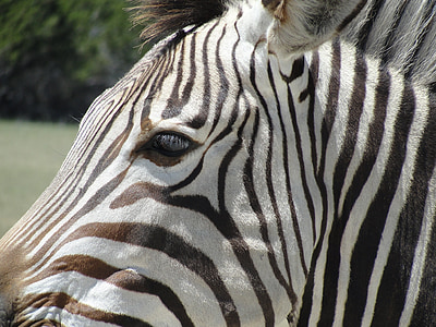 Zebra, animal, África, vida selvagem, padrão, imprimir, listras
