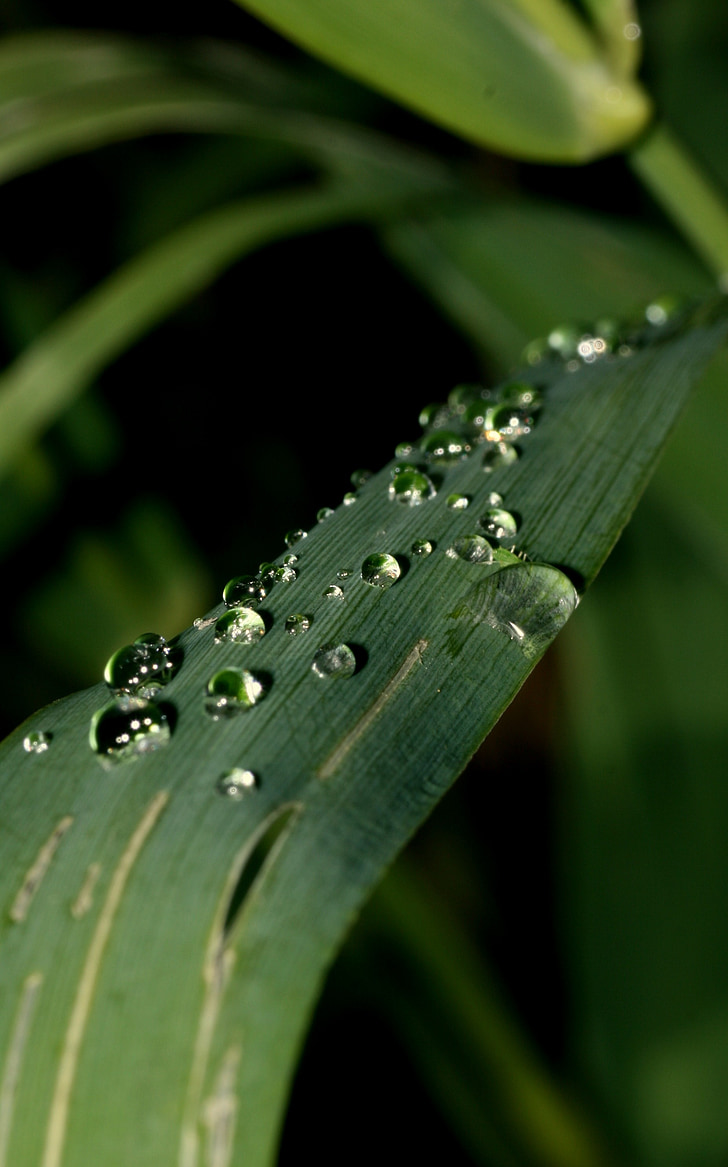 drops, rain, drop of water, green