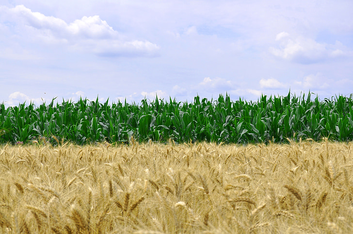 kukurūzų, kviečių, maisto, grūdų, žemės ūkis, derliaus, pasėlių