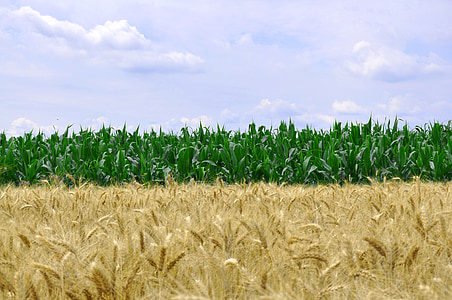 kukurica, pšenica, jedlo, zrno, poľnohospodárstvo, úroda, plodín