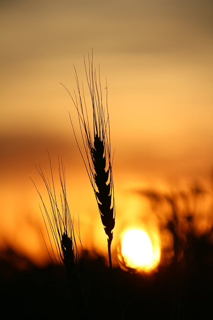 pšenice, sončni zahod, polje, narave, poletje, sonce, Kmetija