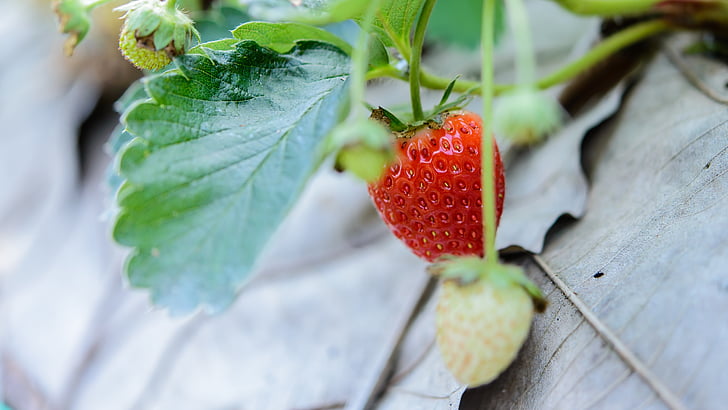 maasikad, värske, maasikas, taust, punane, puu, küps