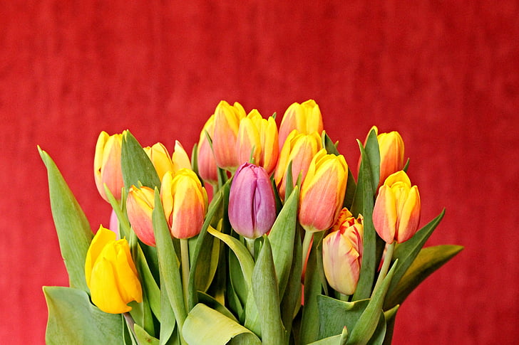 tulips, tulip bouquet, bouquet of flowers, flowers, spring, bouquet, spring flower