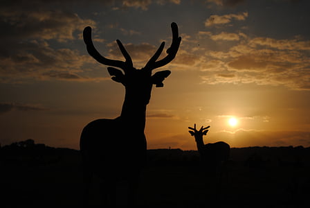 deer, sunset, horns, silhouette, fallow