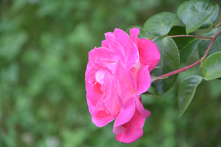 pink, profile, rosebush, bush, green, nature, garden
