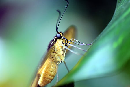 ψαλιδωτή ένωση, Papilio Μαχάων, πεταλούδα, εξωτικά, τροπικά, έντομο, πτέρυγα