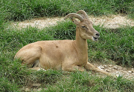 transcaspian urial, stående, dyreliv, hvile, Wild sheep, jakt, Ovis orientalis arkal
