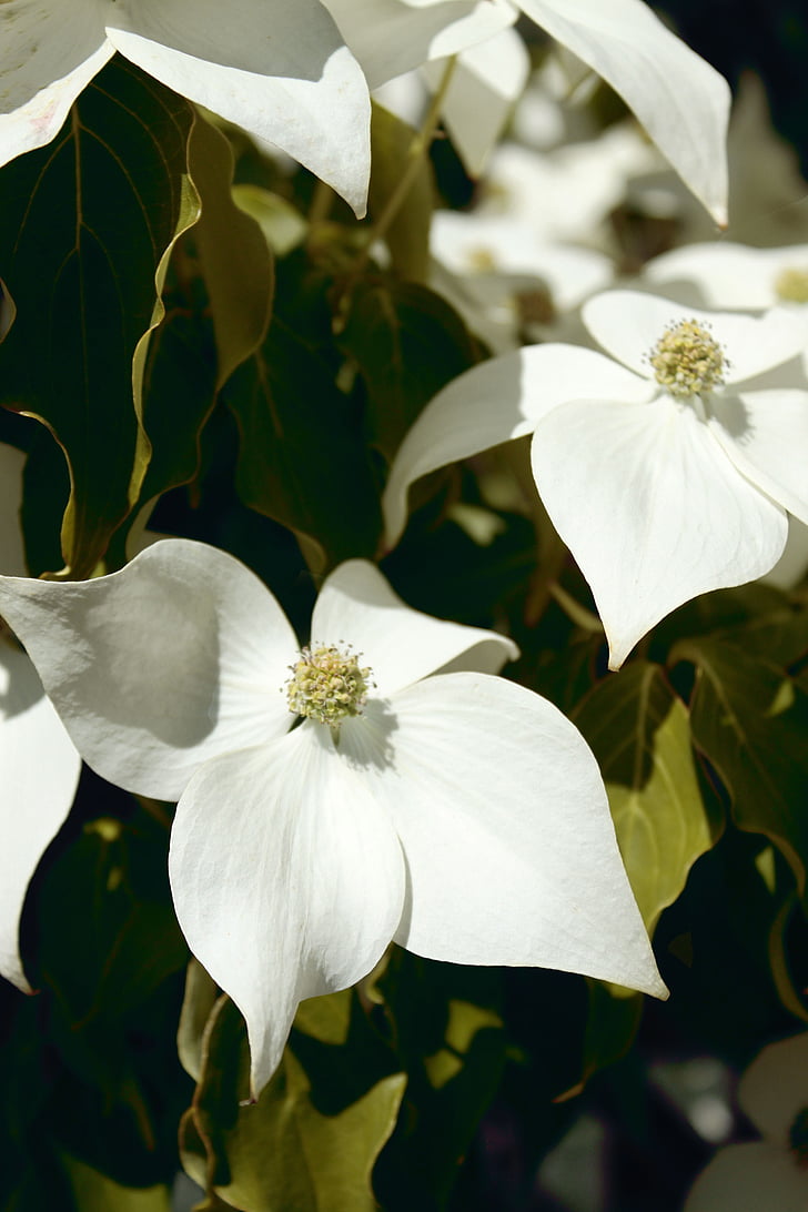 Dereń biały, Dereń, drzewiastych roślin, Dogwoods, biały, kwiaty, wiosna