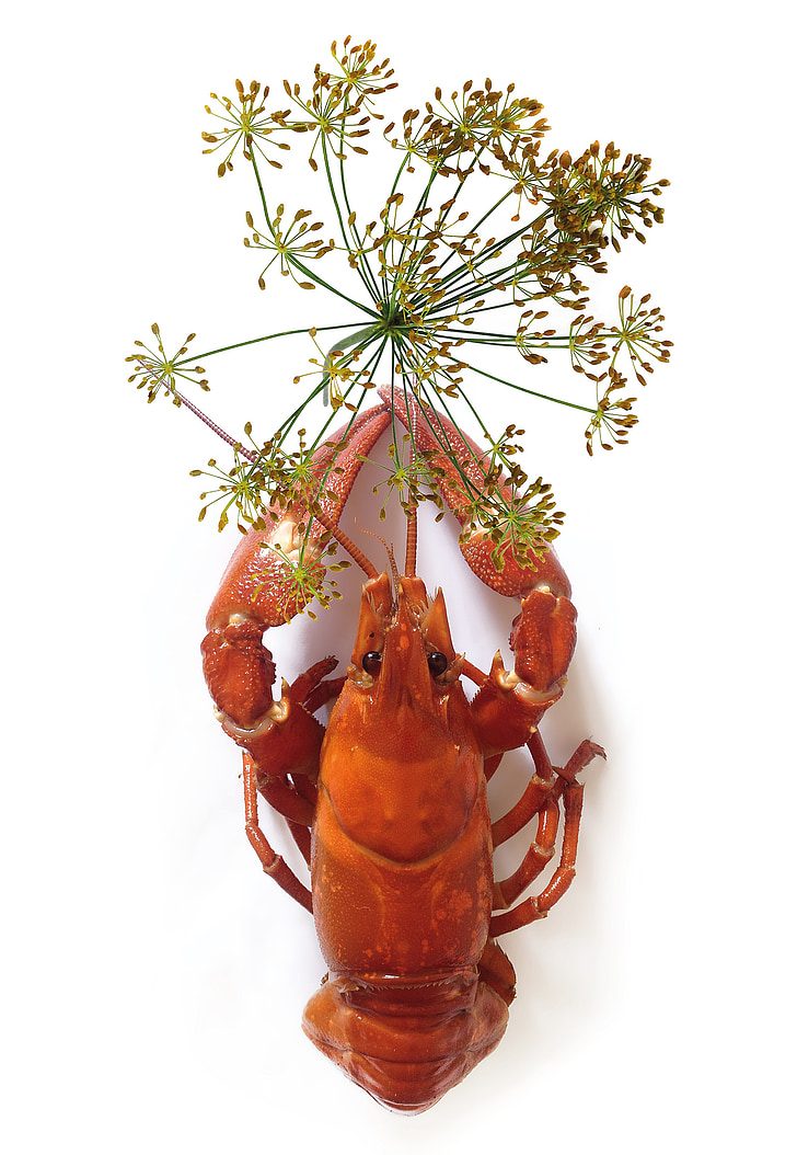canker, crown dill, seafood, red, crustaceans, animals, crayfish
