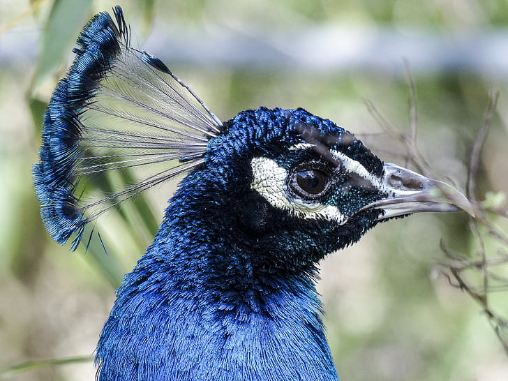 Peacock, vogel, blauw, natuur, kleurrijke, patroon, dier