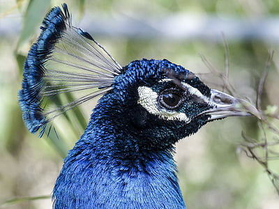 Peacock, lintu, sininen, Luonto, värikäs, Ohje, eläinten