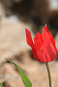 tulipani, zelena, Crveni, cvijet, vrt, biljka, cvijeće