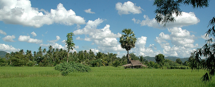 thailand, landscape, rice, forest, nature, summer, holiday