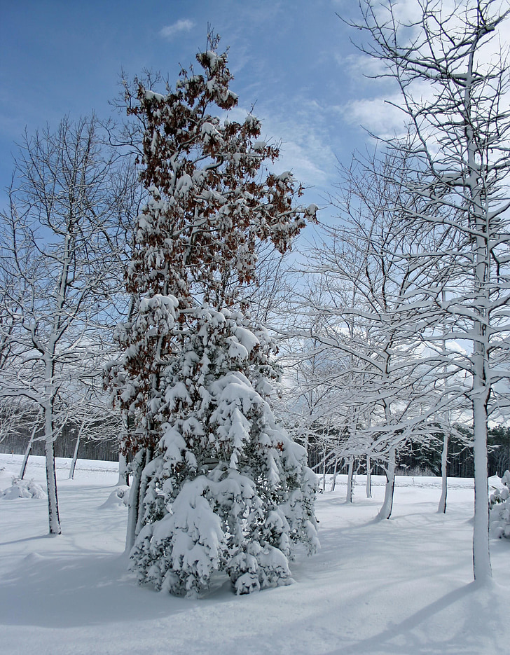 arbre, neu, l'hivern, escena, fred, desembre, gelades