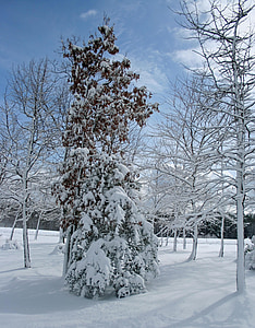 pohon, salju, musim dingin, adegan, dingin, Desember, embun beku