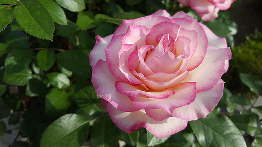 Троянда, рожевий, Красивий, Природа, рослини, рожеві троянди, рожева квітка