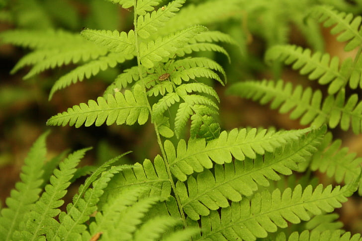 fern, green, bright green, leaves, nature, plants