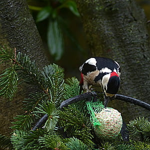 bird, great spotted woodpecker, dendrocopos major, foraging, garden, one animal, animals in the wild