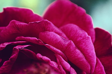 τριαντάφυλλο, ροζ, λουλούδι, πέταλα, Αγάπη, Ρομαντικές αποδράσεις, άνθος