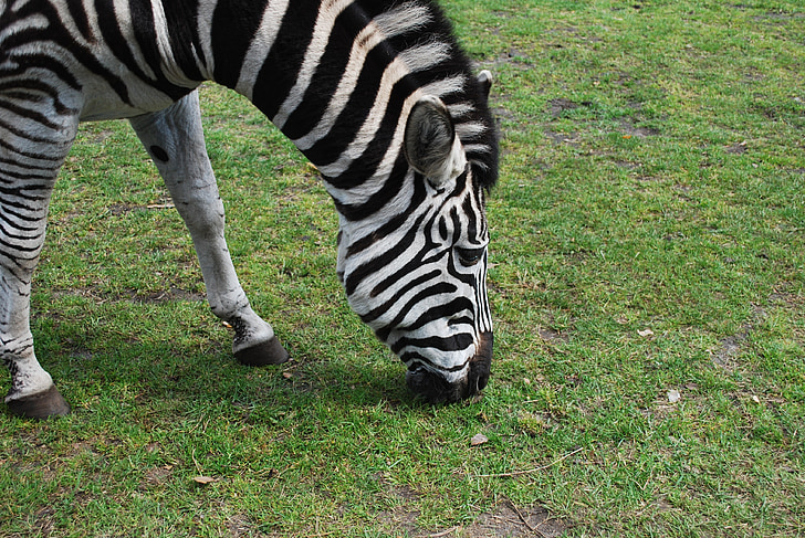 Zebra, garis-garis, Safari, hewan, satwa liar, liar, zoologi