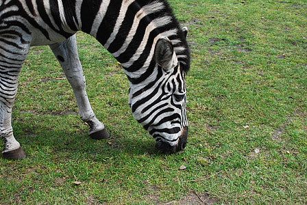 Zebra, Stripes, Safari, animale, fauna selvatica, selvaggio, zoologia