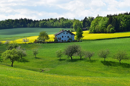 colza, primavera, groc, paisatge, àmbit de rapeseeds, l'agricultura, casa