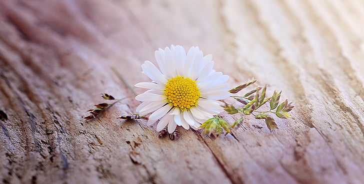 daisy, flower, blossom, bloom, white-yellow, pointed flower, wood