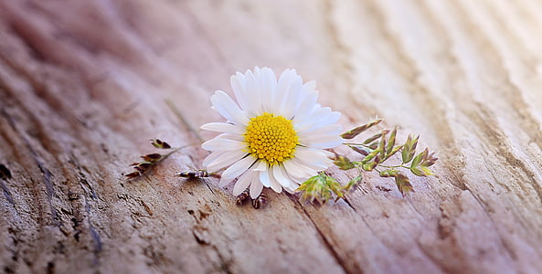 Daisy, bunga, Blossom, mekar, putih-kuning, menunjuk bunga, kayu
